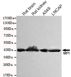 MPI Monoclonal Antibody